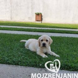 1 labrador ZS1225