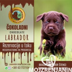 1 labradorA0426