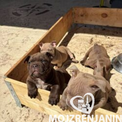 American bully 01