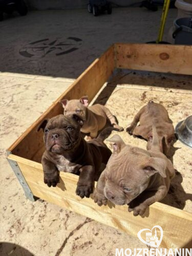 American bully 01 American bully 01