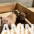American bully 05 American bully 05