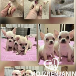 1  chihuahuaB0526
