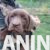 5labradorG0526