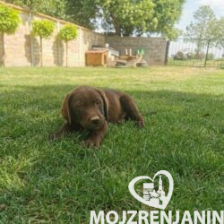 1labradorG0526