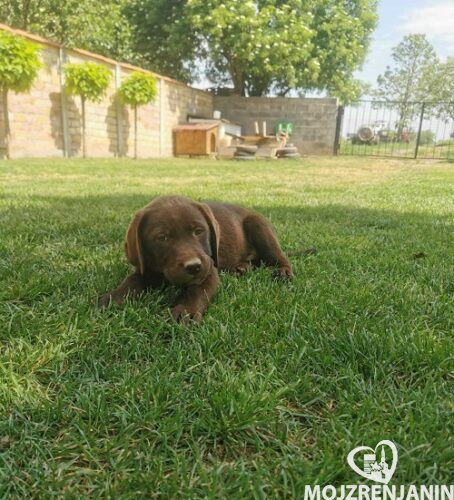 1labradorG0526 1labradorG0526