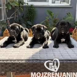 1 canecorsoZP0526