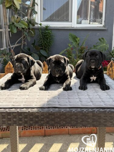 1 canecorsoZP0526 1 canecorsoZP0526