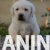 4 labradorD0526 4 labradorD0526