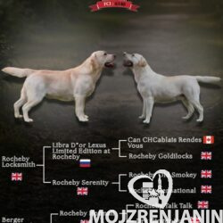 1 labradorD0526
