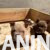 American bully 03 American bully 03