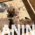 American bully 02