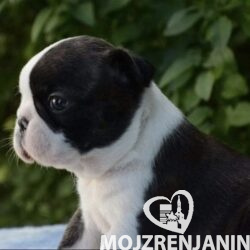 1 boston terijer S0526