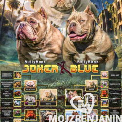 bul1