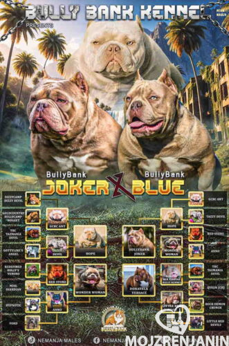 bul1 bul1