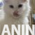 3mainecoonM0626 3mainecoonM0626