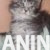 5mainecoonM0626 5mainecoonM0626