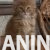 4mainecoonM0626