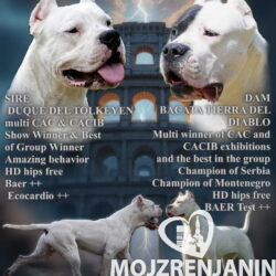 dogo1
