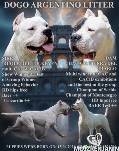 dogo1 dogo1