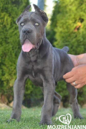 cane corso 01 cane corso 01
