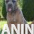 cane corso 04 cane corso 04