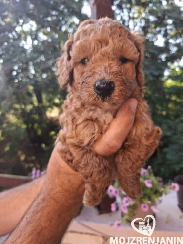 toy1 toy1