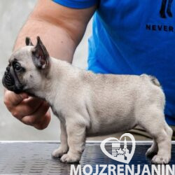 Francuski buldog 01