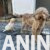 lagotto 14a