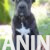 cane corso 02