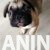 3 francuskibuldogT0726 3 francuskibuldogT0726