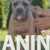 cane corso 05 cane corso 05