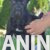 cane corso 03