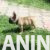 buldog 05