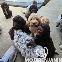 lagotto 01a