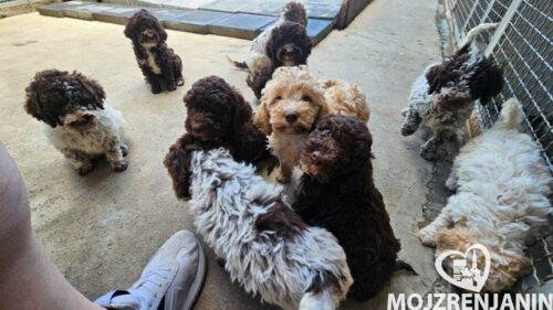 lagotto 01a lagotto 01a