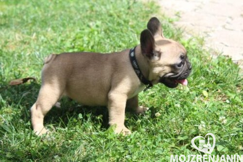 buldog 01 buldog 01