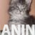 5mainecoonM0826 5mainecoonM0826