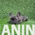 4 francuski buldogM0826 4 francuski buldogM0826