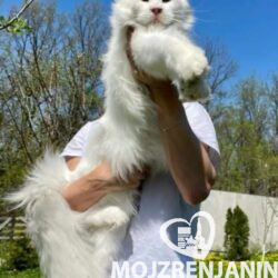 1mainecoonM0826