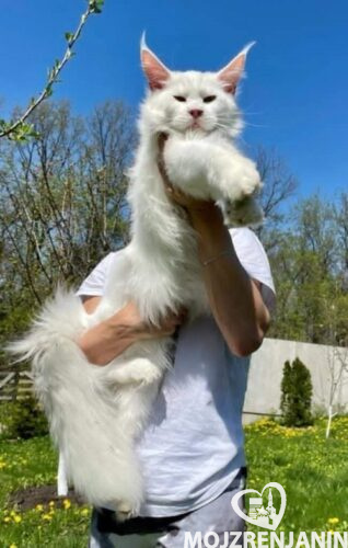 1mainecoonM0826 1mainecoonM0826