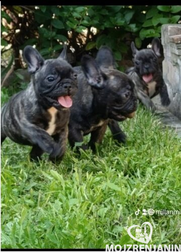 1 francuski buldogM0826 1 francuski buldogM0826