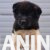 americka akita 03