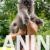 2mainecoonM0826 2mainecoonM0826