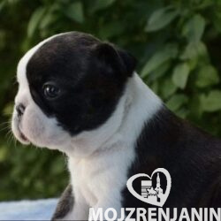 1 boston terijer S0526