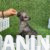 2 francuski buldogM0826 2 francuski buldogM0826