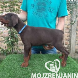 1 dobermanM0826
