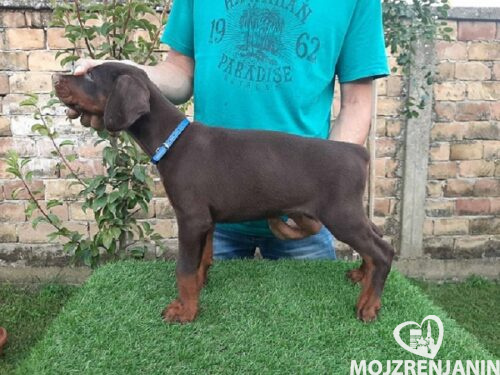 1 dobermanM0826 1 dobermanM0826