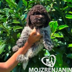 lagotto romagnolo 01bm
