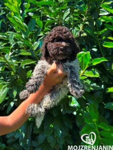 lagotto romagnolo 01bm lagotto romagnolo 01bm