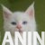 4mainecoonM0826